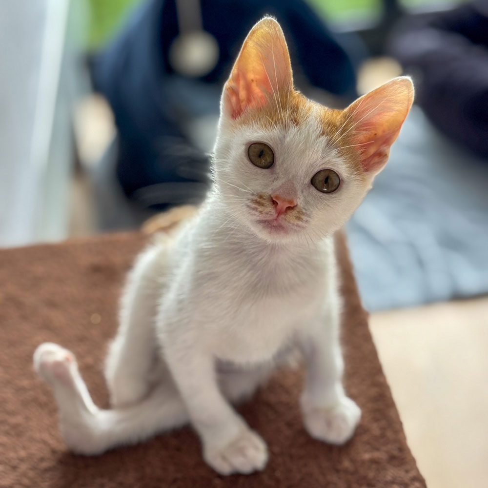Sakura kitten