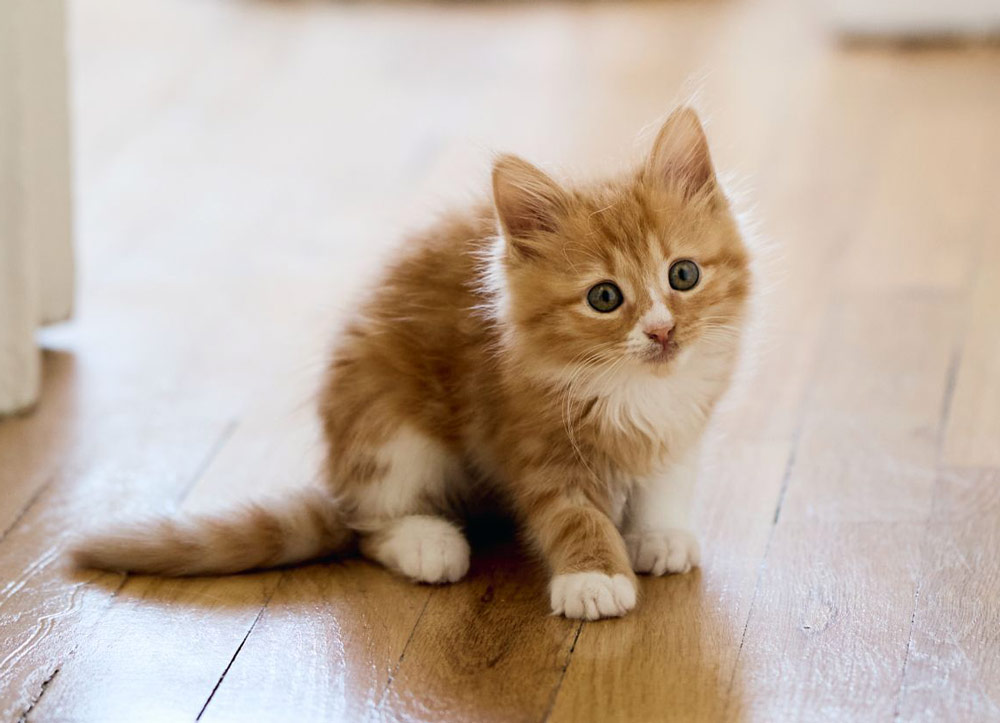 fluffy ginger rescue kitten
