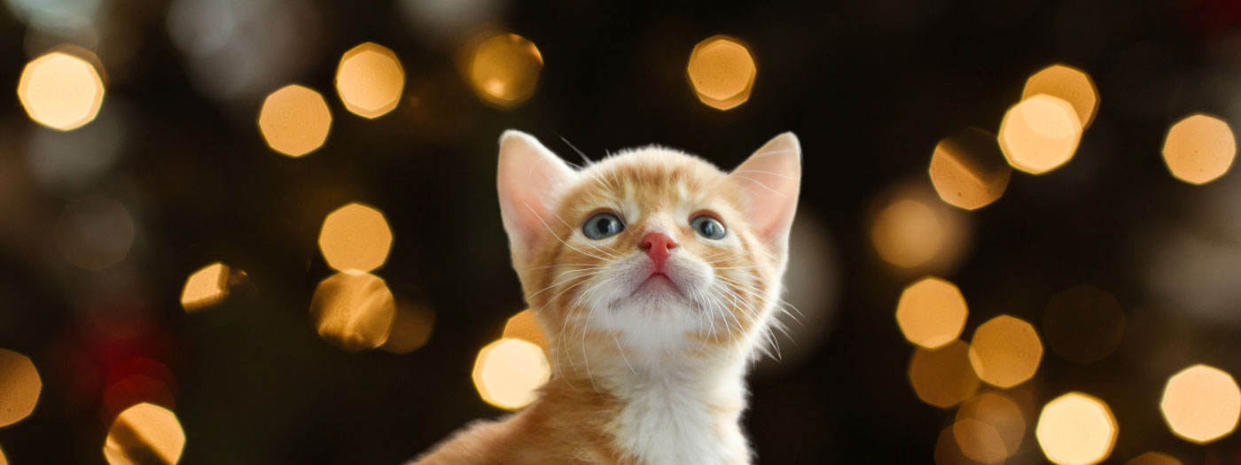 Kitten and lights