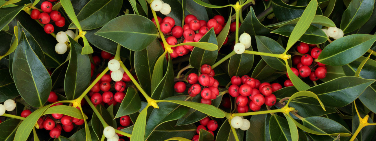 mistletoe