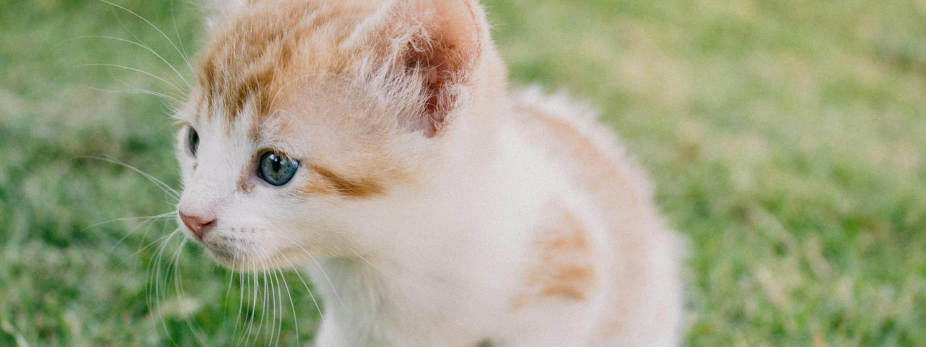 orange and white Kitten 3 months old