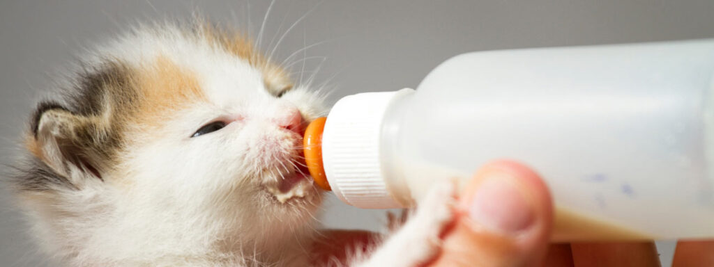orphan kitten on bottle