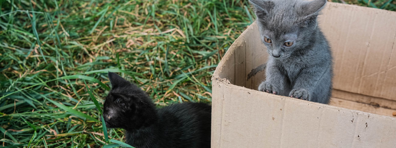 Abandoned kittens in box