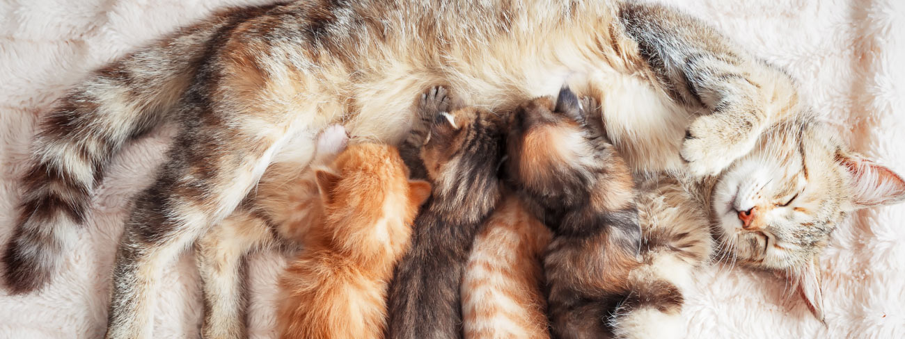 mom cat feeding babies