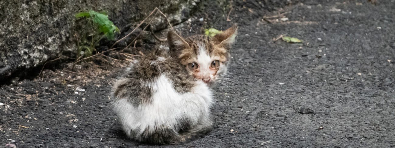Sick kitten