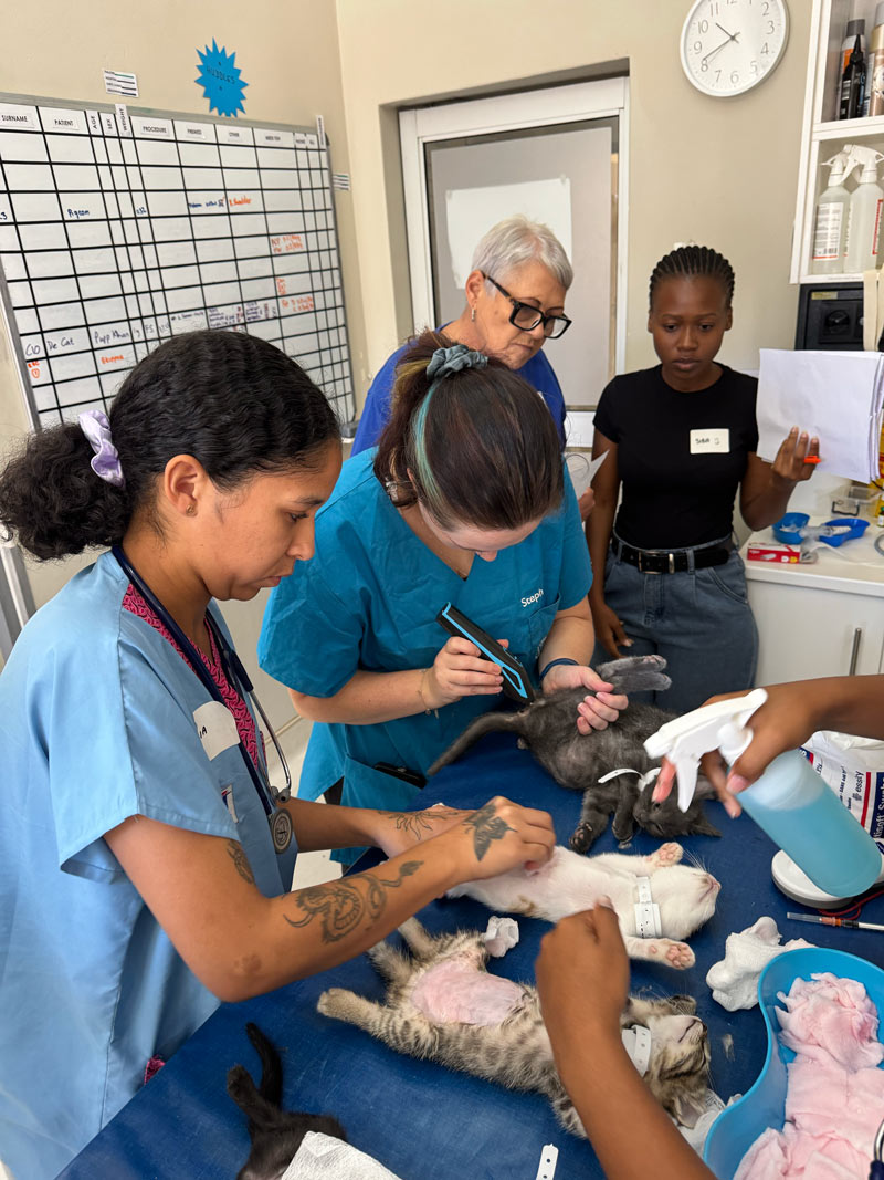 sterilisation drive