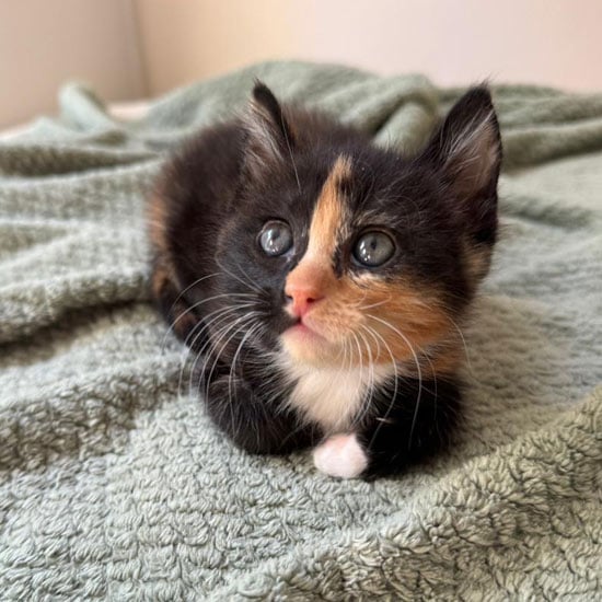 calico kitten