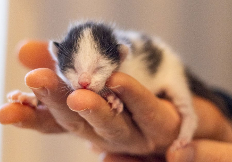 black and white neonatal kitten in hand