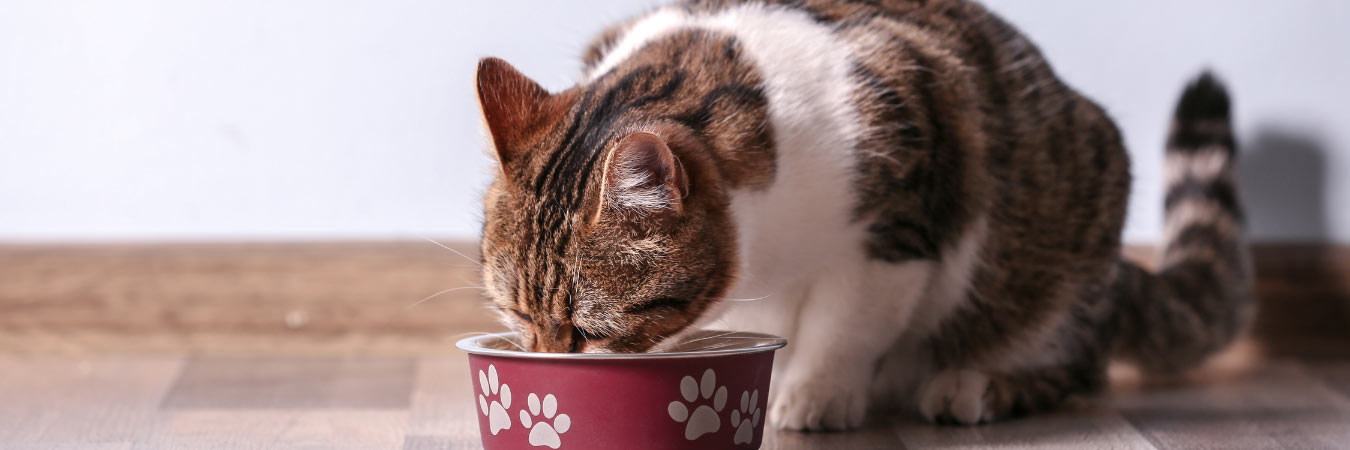 cat eating food