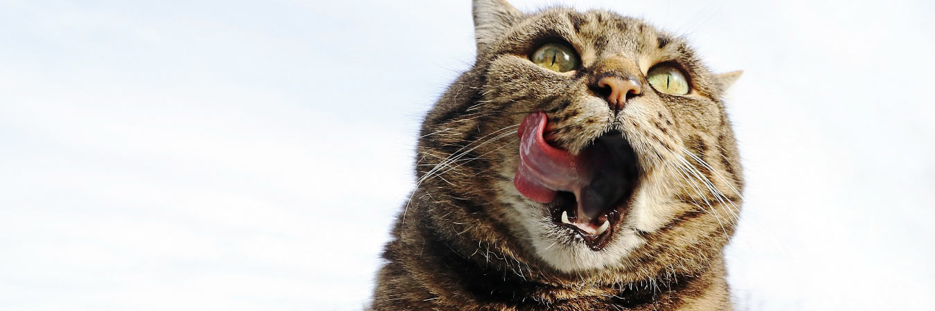 Cat licking lips