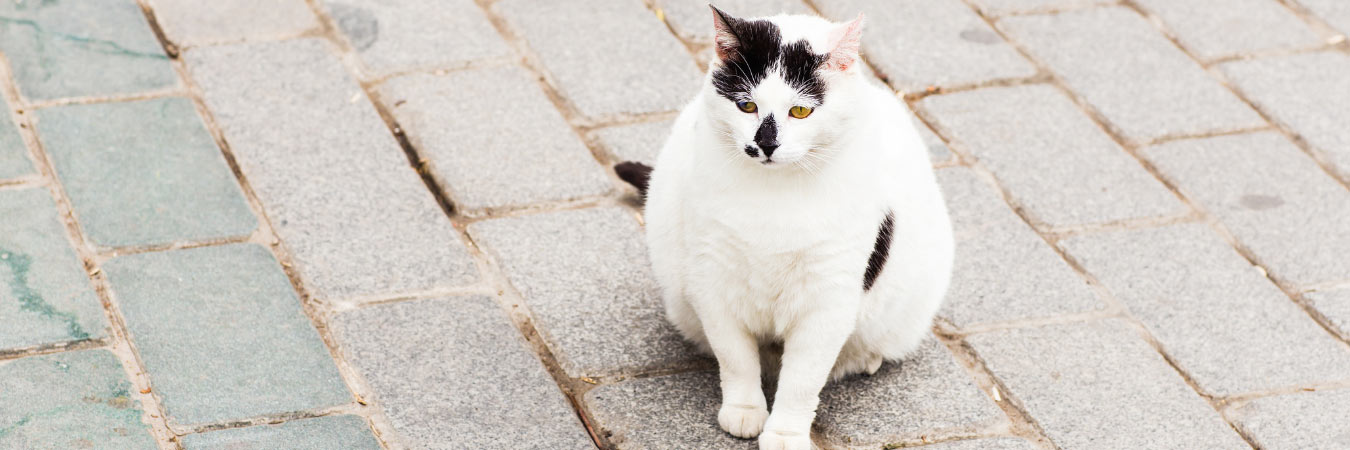 Overweight white cat