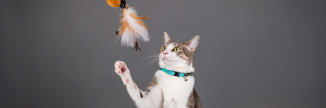 Cat playing with feather toy