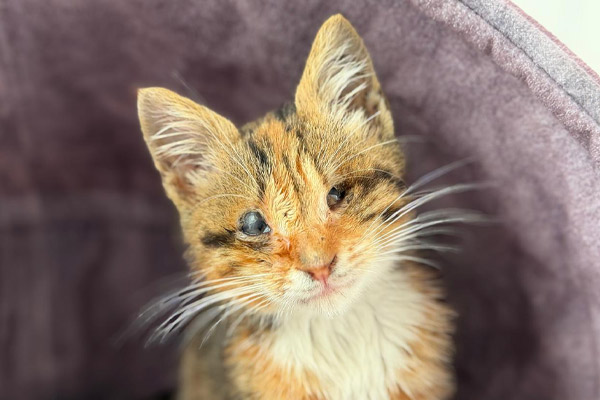 Ella kitten