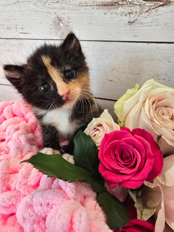 calico kitten