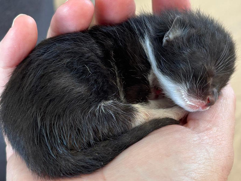 tuxedo kitten in hand