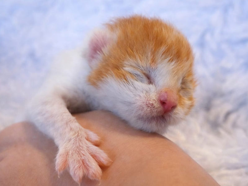 neonatal ginger kitten