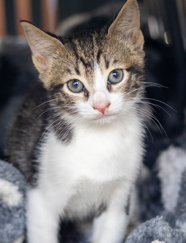 Alpha kitten