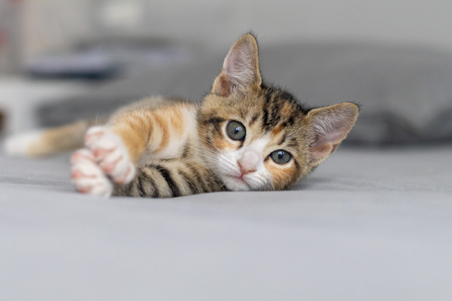 calico kitten laying on a bed looking at the camera