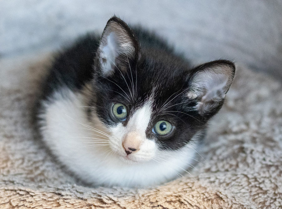 Grey and white kitten