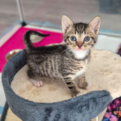 Brown Tabby Kitten