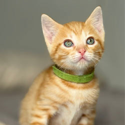 Ginger Kitten with Green Collar