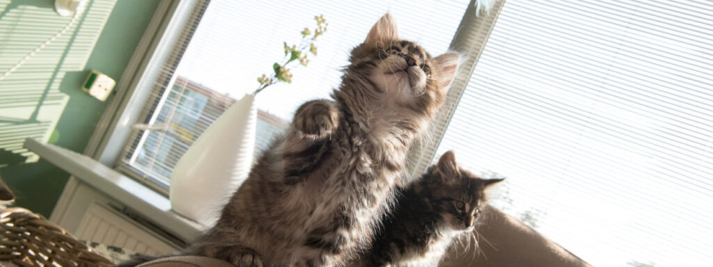 fluffy rescue kittens playing