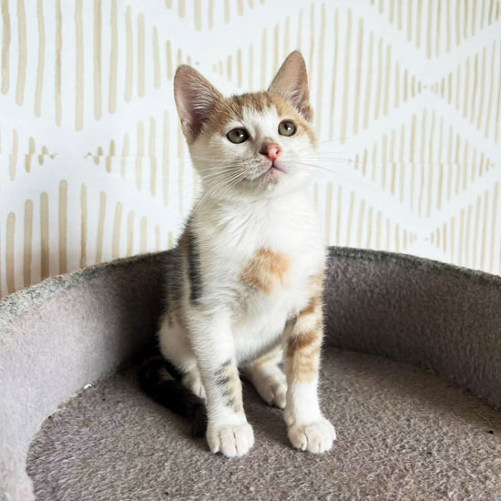 Dilute Calico Kitten