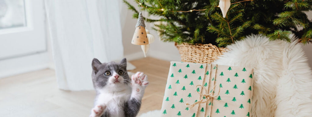 grey kitten playing with christmas tree ornament